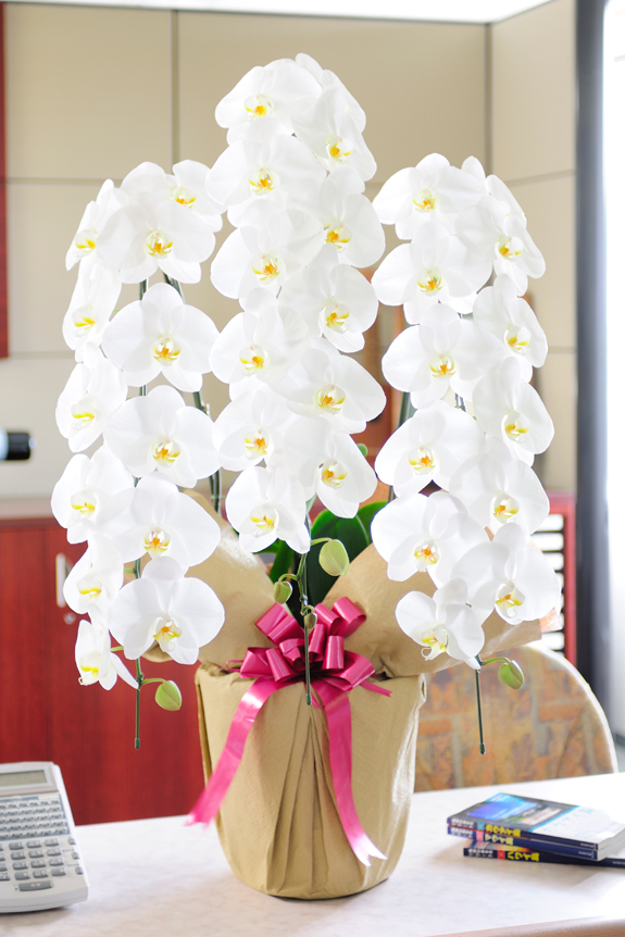 手持ち配送 胡蝶蘭3本立（白）2万円コース（30～33輪程度） ｜ 祝い花と供花の販売 ネットの花屋 ビジネスフラワー®