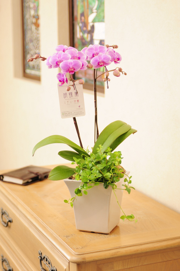 祝い花と供花の販売 ネットの花屋 ビジネスフラワー®｜胡蝶蘭