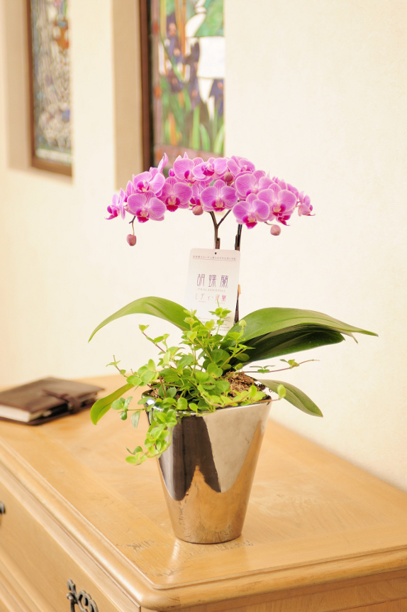 祝い花と供花の販売 ネットの花屋 ビジネスフラワー 胡蝶蘭ミディ ピンクペペロニア2本立 シルバー鉢入り