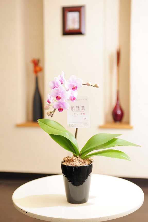 祝い花と供花の販売 ネットの花屋 ビジネスフラワー 胡蝶蘭ミディ ランラン 2way Box入り