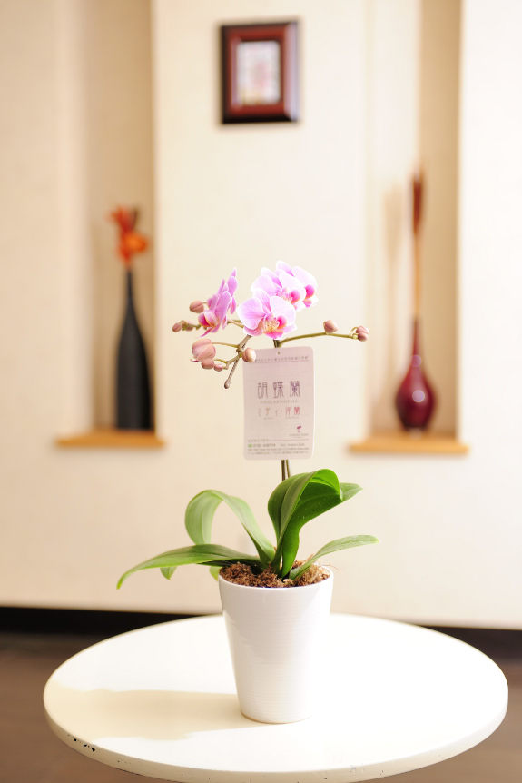祝い花と供花の販売 ネットの花屋 ビジネスフラワー 胡蝶蘭ミディ リンリン 2way Box入り