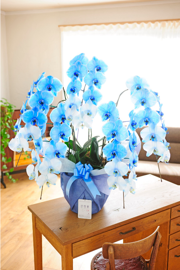 胡蝶蘭5本立 青 4万円コース 胡蝶蘭アレンジ お花のアレンジ 開店祝いの花や胡蝶蘭などお祝いの花とフラワーギフトならビジネスフラワー