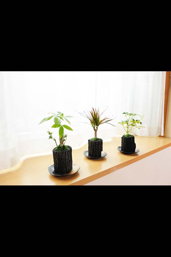 炭花壇 観葉植物 3種セット 陶器皿付き お祝い花とお悔やみ花の専門店 ビジネスフラワー 炭花壇 観葉植物 3種セット 陶器皿付き お祝い花とお悔やみ花の専門店 ビジネスフラワー