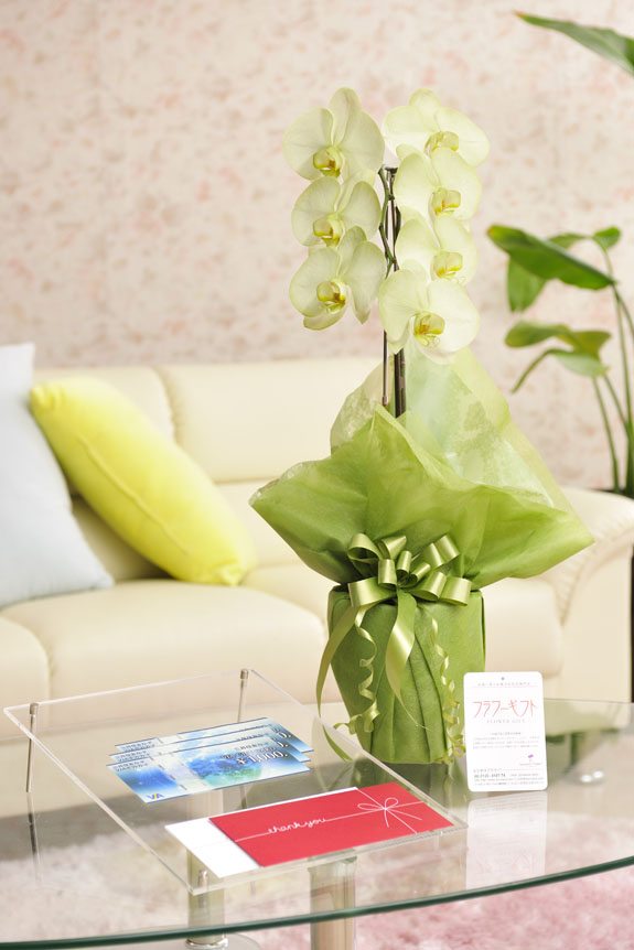 花とギフトのセット　選べる花色のカラー胡蝶蘭　彩 - irodori -　1本立（寒色系）と商品券（VJAギフトカード3,000円分）