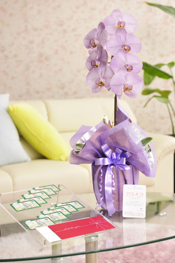 花とギフトのセット　選べる花色のカラー胡蝶蘭　彩 - irodori -　1本立（寒色系）と商品券（図書カード10,000円分）