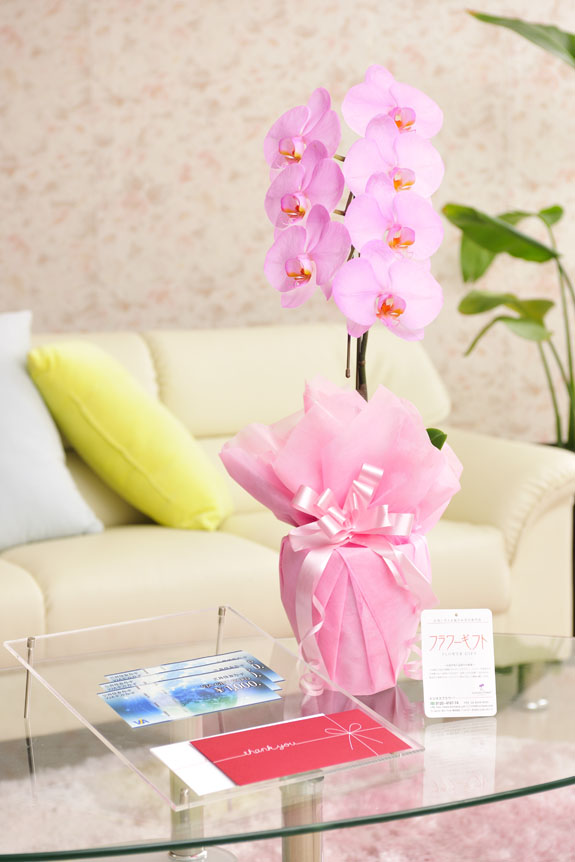 花とギフトのセット　選べる花色のカラー胡蝶蘭　彩 - irodori -　1本立（暖色系）と商品券（VJAギフトカード3,000円分）