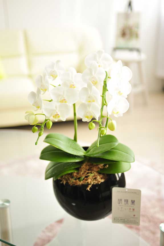 胡蝶蘭（ミディ） | お祝い花とお悔やみ花の専門店「ビジネスフラワー」